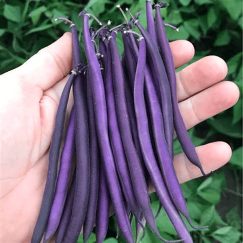 organic celine beans for sale